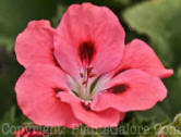 PGC-A-Pelargonium-domesticum-Martha-Washington-Merlot-Red-1-2010