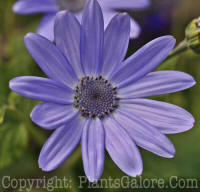 PGC-A-Pericallis-Mini-Baby-Blue-0a1-2010