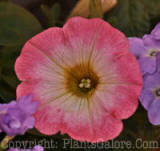 PGC-A-Petunia-Confetti-Lavender-Spring-2010-001