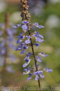 PGC-A-Plectranthus-Blue-Yonder-x43x-2010-002