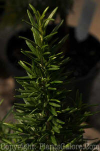 PGC-A-Rosmarinus-officinalis-1x-2010-001