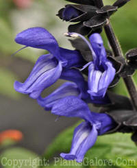 PGC-A-Salvia-Black-and-Blue-2010-001