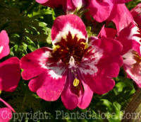 PGC-A-Schizanthus-Deep-Rose-Bicolor-2010-005