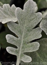 PGC-A-Senecio-cineraria-Silverdust-Dusty-Miller-0001