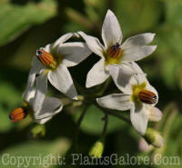 PGC-A-Solanum-melanocerasum-10-MSU-2011-7
