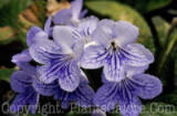 PGC-A-Streptocarpus-White-Ice-2010-001