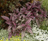 PGC-A-Strobilanthes-dyerianus-persian-shield-2010-004