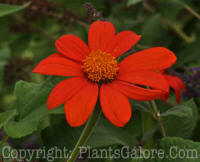 PGC-A-Tithonia-AA-2010-017