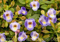 PGC-A-Torenia-PW-Midnight-Blue-01