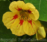 PGC-A-Tropaeolum-majus-nasturtium-2010-003