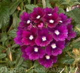 PGC-A-Verbena-PW-Carpet-Blue-01