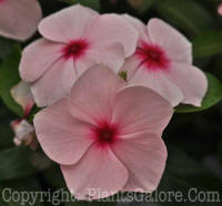 PGC-A-Vinca-rosea-Cooler-Apricot-2011-01