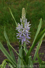 PGC-B-Camassia-cusickii-2010-005