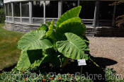 PGC-B-Colocasia-gigantea-HLG-2011-07-001