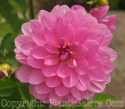 PGC-B-Dahlia-Carmen-Bunky-Bellevue-WA-8-2011-001