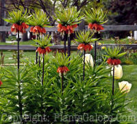 PGC-B-Fritillaria-imperialis-2011-001