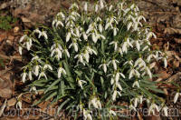 PGC-B-Galanthus-nivalis-03-2010-007