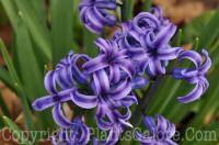 PGC-B-Hyacinth-4-2010-009