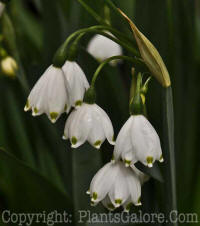 PGC-B-Leucojum-vernum-5-2010-012