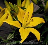 PGC-B-Lilium-asiatic-Petite-Brigitte-1a-2010