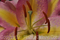 PGC-B-Lilium-orientalis-Tom-Pouce-4-2010-002