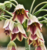 PGC-B-Nectaroscordum-siculum-ds9-2010-003