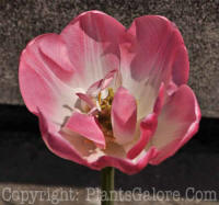 PGC-B-Tulipa-Margarita-2011-05-001