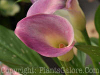 PGC-B-Zantedeschia-Twighlight-a-04-2012-2