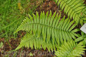 PGC-F-Dryopteris-cycadino-2010-001