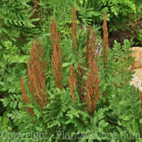 PGC-F-Osmunda-cinnamonea-Green-Briar-2011-008