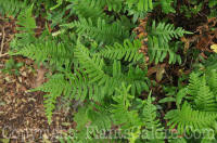 PGC-F-Polypodium-virginianum-Green-Briar-2011-002