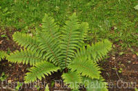 PGC-F-Polystichum-piceopaleaceum-2010-01