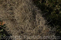 PGC-F-Tillandsia-usneoides-spanish-moss-SC-02-2012-3