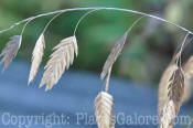 PGC-G-Chasmanthium-latifolium-sea-oats-2010-7