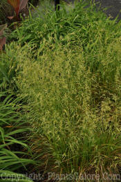 PGC-G-Deschampsia-cespitosa-Goldgehange-Tower-6-2011-01