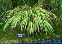 PGC-G-Hakonechloa-macra-Alboaurea-2010