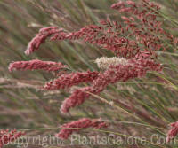 PGC-G-Melinus-nerviglumis Savannah-MSU-10-2011-002