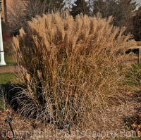 PGC-G-Miscanthus-sinensis-Sarabande-2010-02