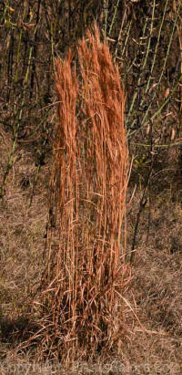 PGC-G-Schizachyrium-scoparium-little-bluestem-SC-02-2012-1