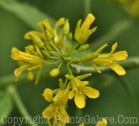 PGC-G-Sisymbrium-luteum-2011-02