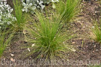 PGC-G-Stipa-Pony-Tails-01