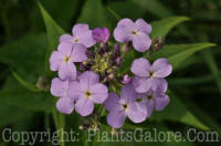 PGC-BI-Hesperis-matronalis-4-2010-003