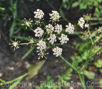 PGC-Bi-Petroselinum-crispum-var-tuberosum-2011-001