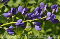 PGC-P-Baptisia-australis-0025