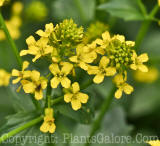 PGC-P-Barbarea-vulgaris-Yellow-Rocket-2010-0001