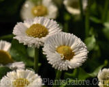 PGC-P-Bellis-perennis-Galaxy-Mix-02