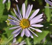 PGC-P-Boltonia-Jim-Crockett-Horrocks-8-2011-001