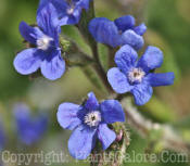 PGC-P-Borago officinalis-2011-004