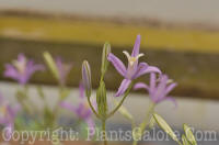 PGC-P-Brodiaea-californica-1