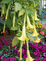 PGC-P-Brugmansia-2011-002